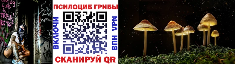 Купить  Пенза  Галлюциногенные грибы Psilocybe 